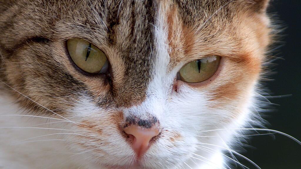 Eine Katze wurde vergiftet, eine zweit verletzt.