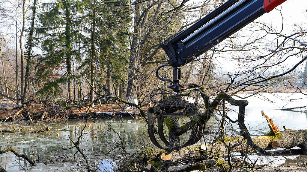 20250116_fmt_baumfaellung_Lepiweiher_mw-4.jpg
