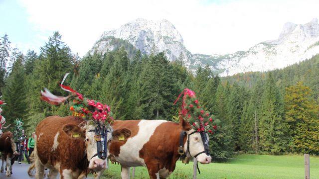 Bilder vom Almabtrieb