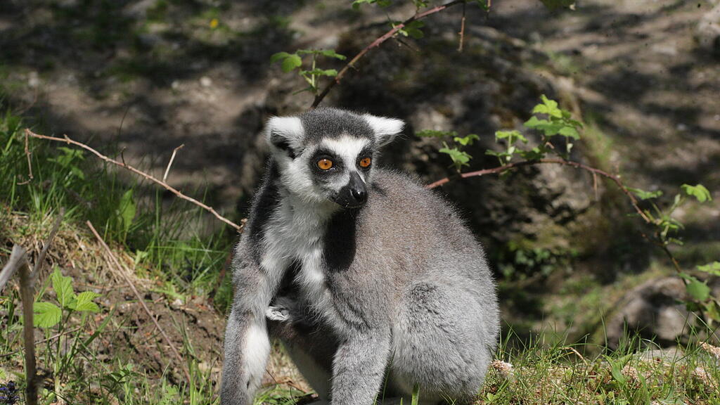 Kattas Zoo Salzburg