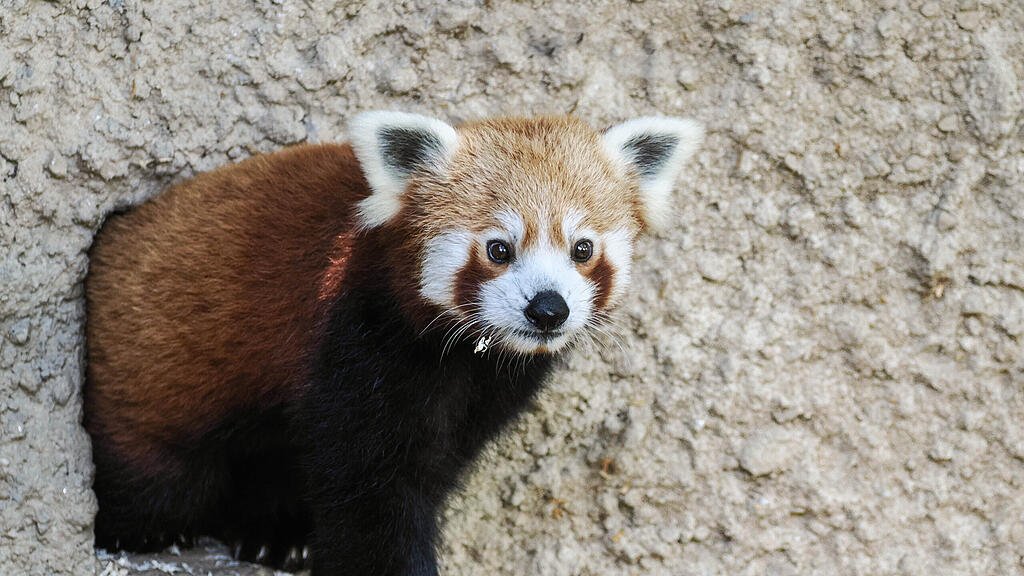 _Roter Panda_Haku schnuppert erstmals Salzburger Luft_c_ZooSBG_Angelika Köppl (3).jpg