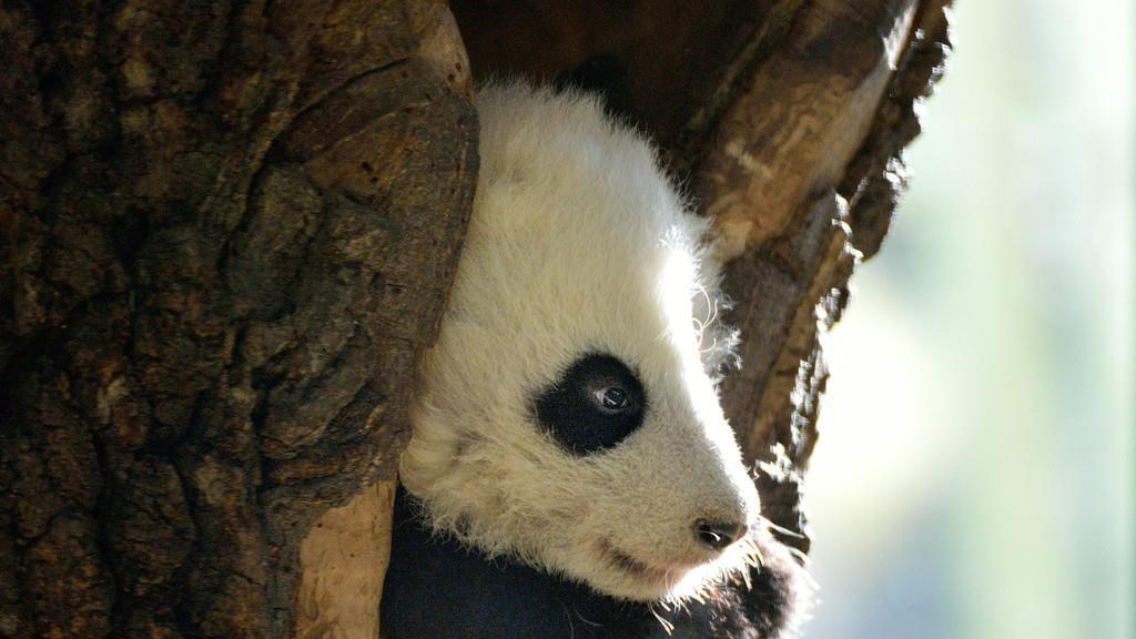 Panda-Bub Fu Bao schaut neugierig aus seiner Baumhöhle
