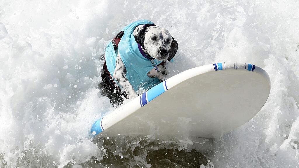 Kalifornische Hunde machen auch am Surfbrett gute Figur.