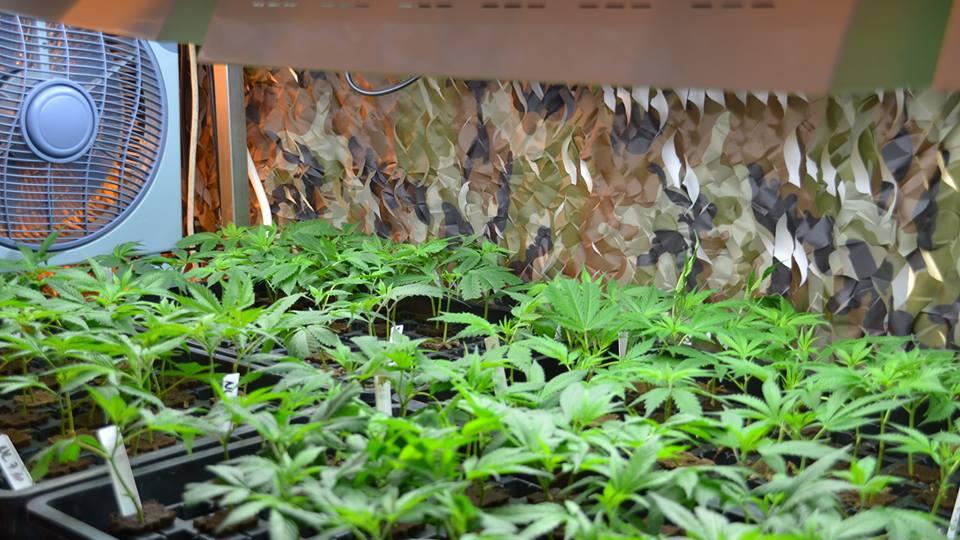 Soll Cannabis für medizinische Zwecke freigegeben werden?