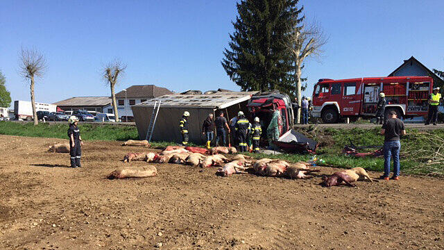 Viele Schweine mussten aufgrund ihrer Verletzungen eingeschläfert werden.