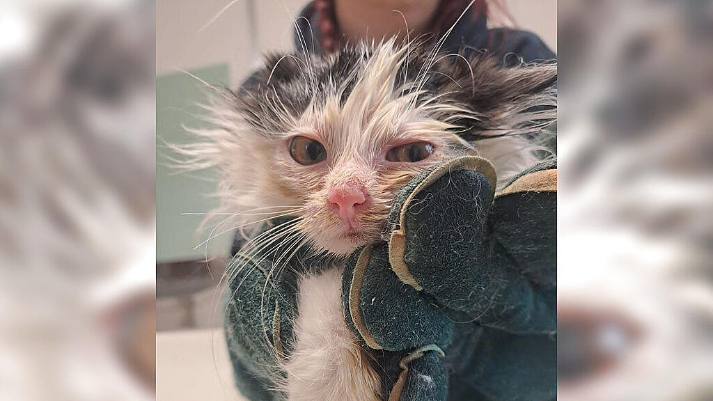 Ausgesetzt Katzenbabys