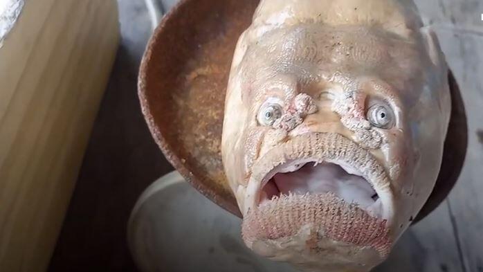 Fisch mit nahezu menschlichem Gesichtsausdruck