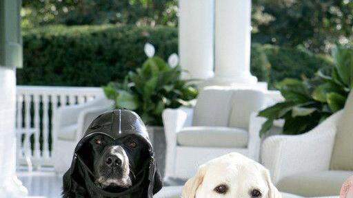 Hunde in Halloween-Kostümen