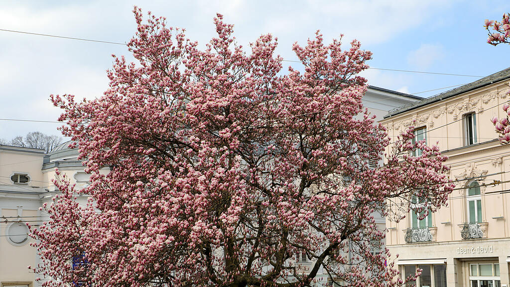 Magnolienbäume am Makartplatz