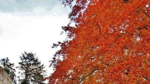 Goldener Oktober in Salzburg
