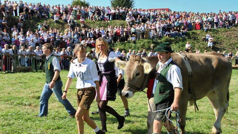 Ochsenrennen in Surheim
