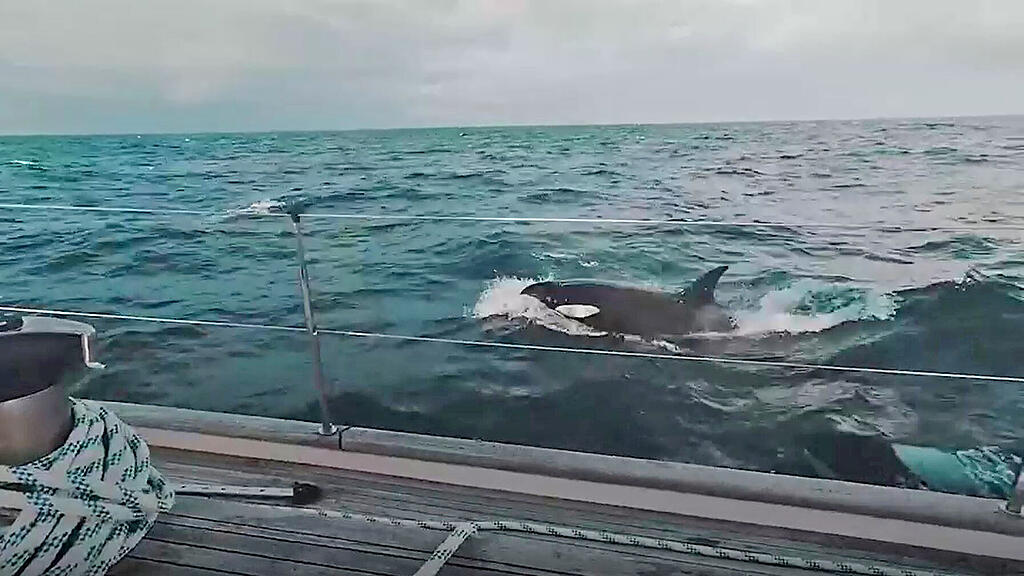 orcas.jpg