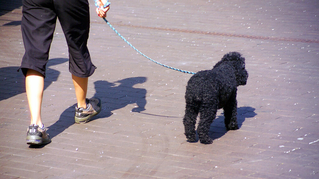 symb_Hund, symb_Gassigehen