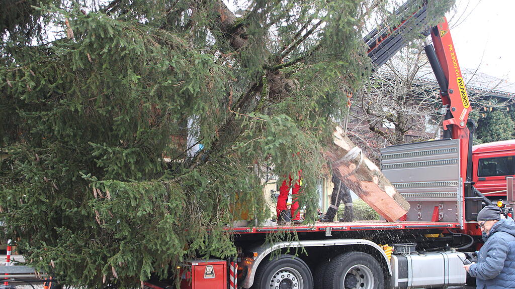 Christbaumernte