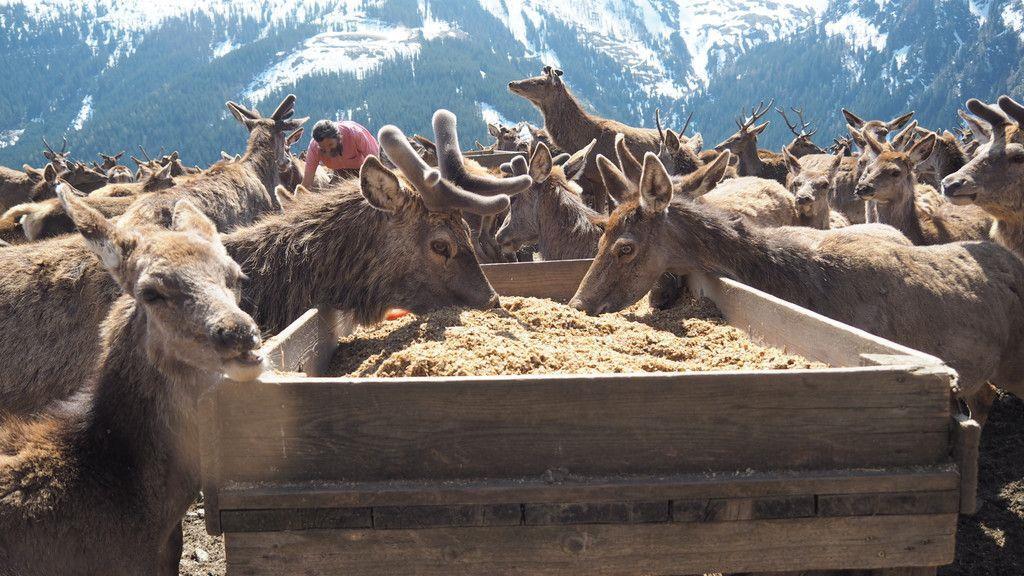 Zu Besuch beim Hirschflüsterer