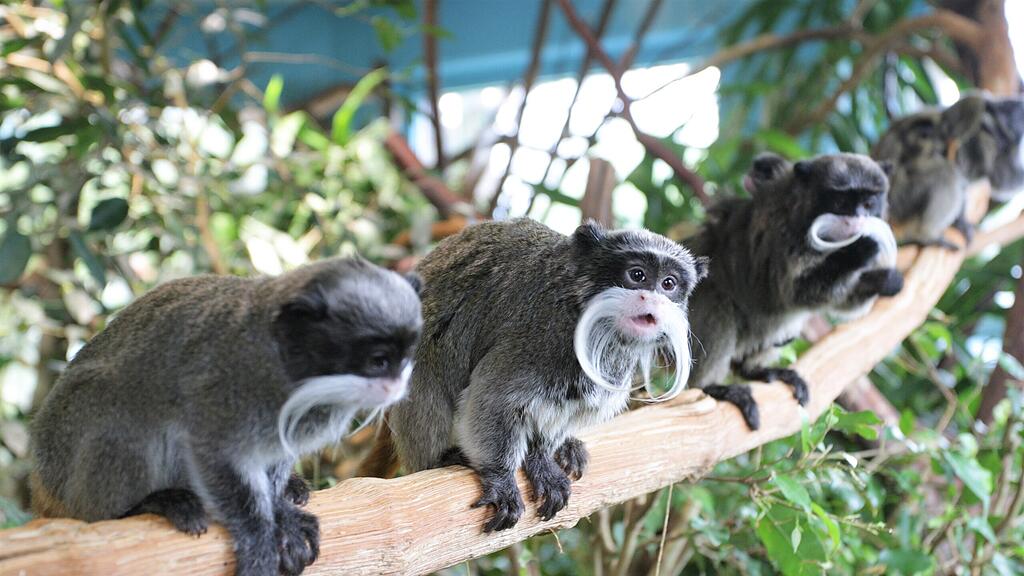 Kaiserschnurrbarttamarin Salzburg Zoo
