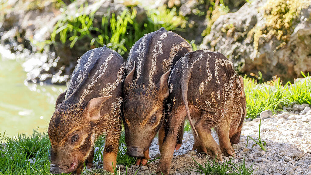 Nachwuchs bei Pinselohrschweinen