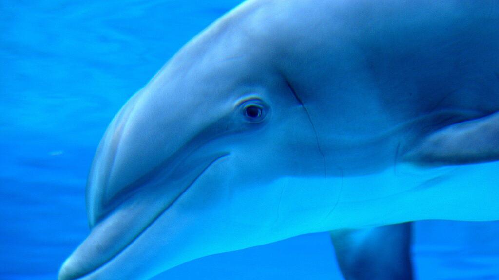 Fachleute bemühen sich den jungen Delfin in die Adria zurückzulotsen.