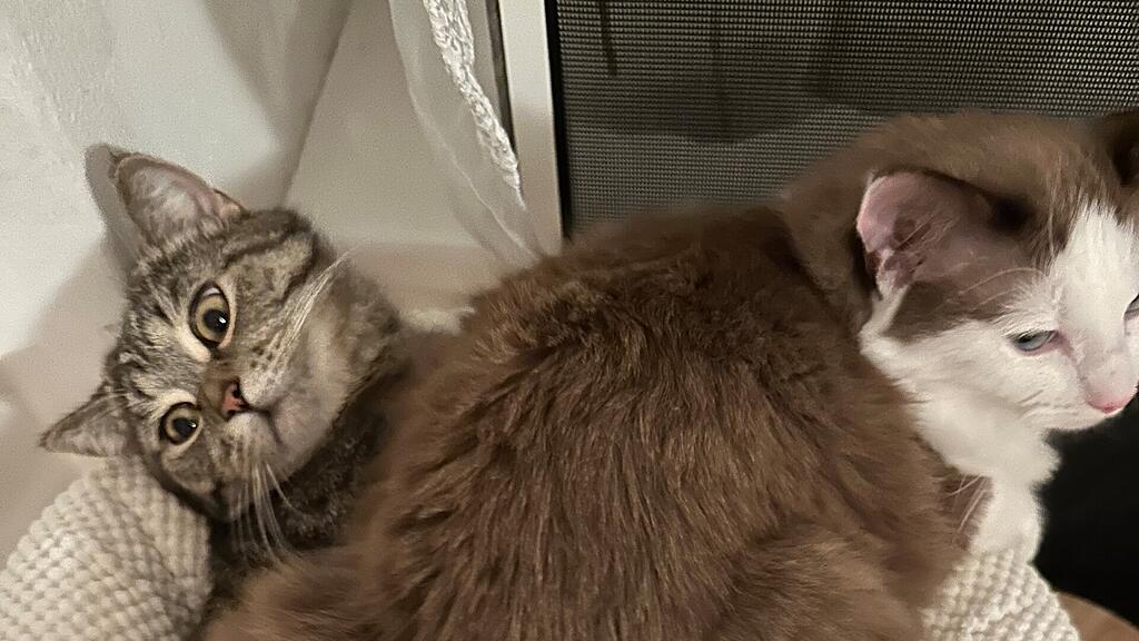 Weltkatzentag 2025