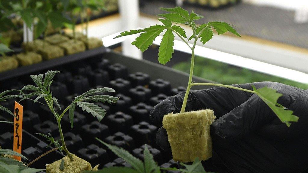Legale Cannabiszucht