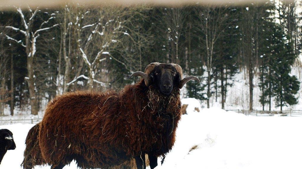 Winterspaziergang am Mondsee