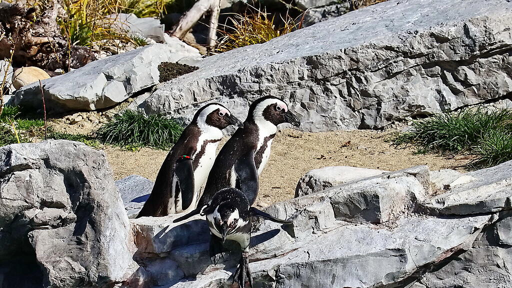 Andrang auf Zoo Hellbrunn