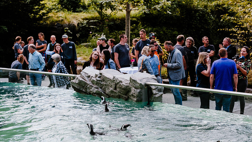 Zoo Salzburg, Brillenpinguin, Pinguin