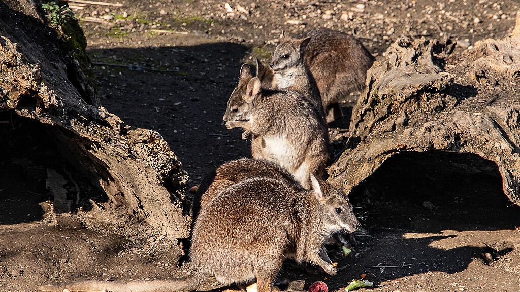 Frühlingserwachen im Zoo