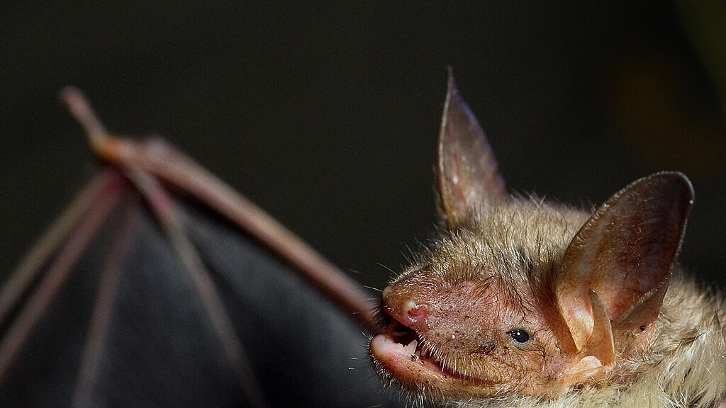 Fledermaus an Bord eines US-Flugs