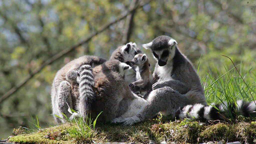 Kattas Zoo Salzburg