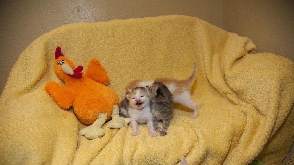 Gerettete Katzenbabys in Lochen