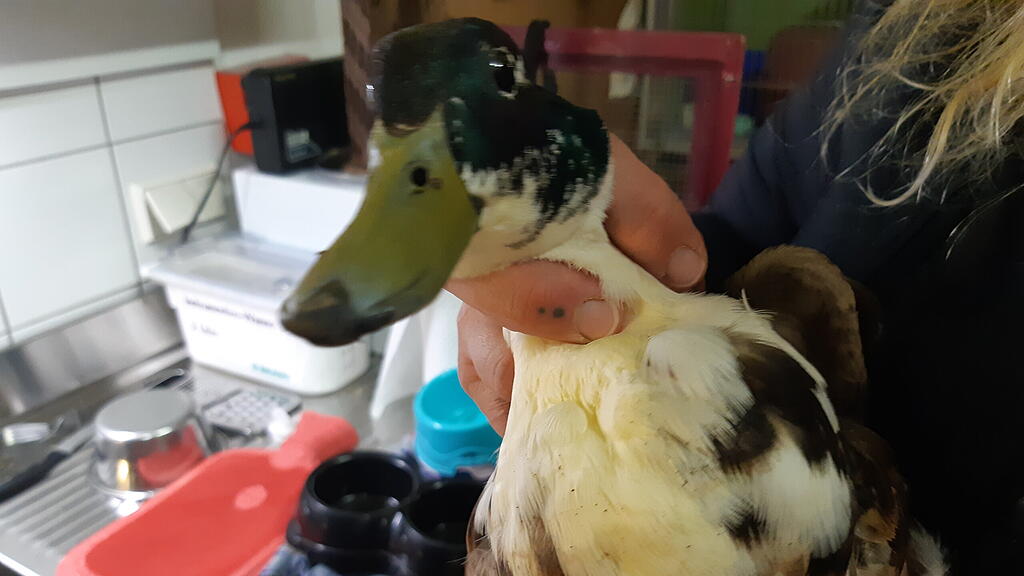 Ente mit Angelhaken verletzt