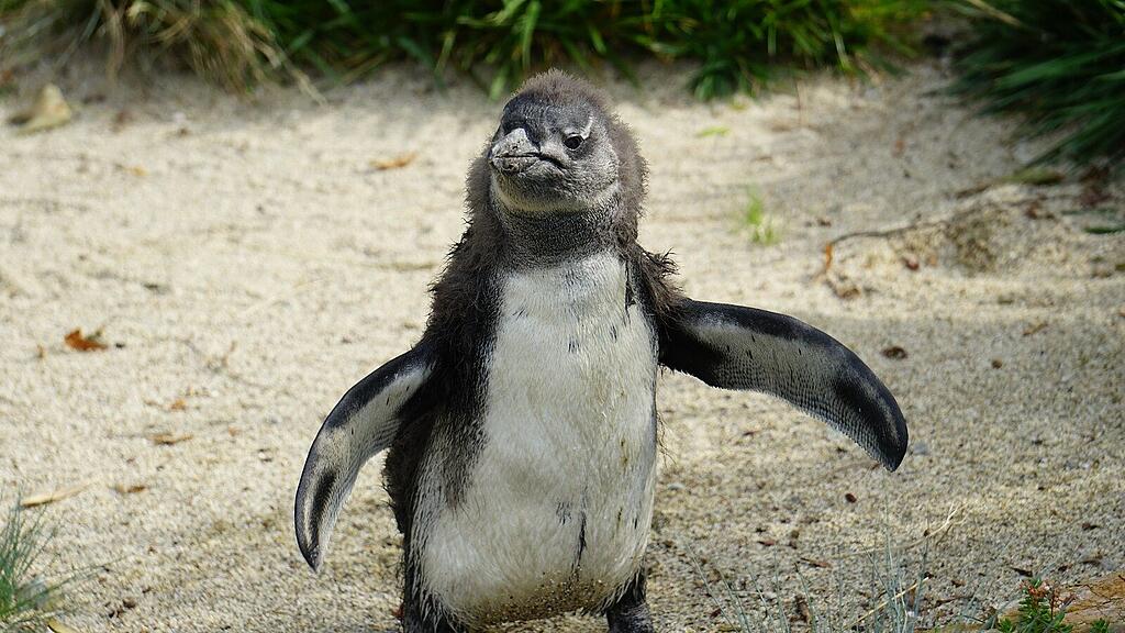 Pinguinküken im Zoo Salzburg