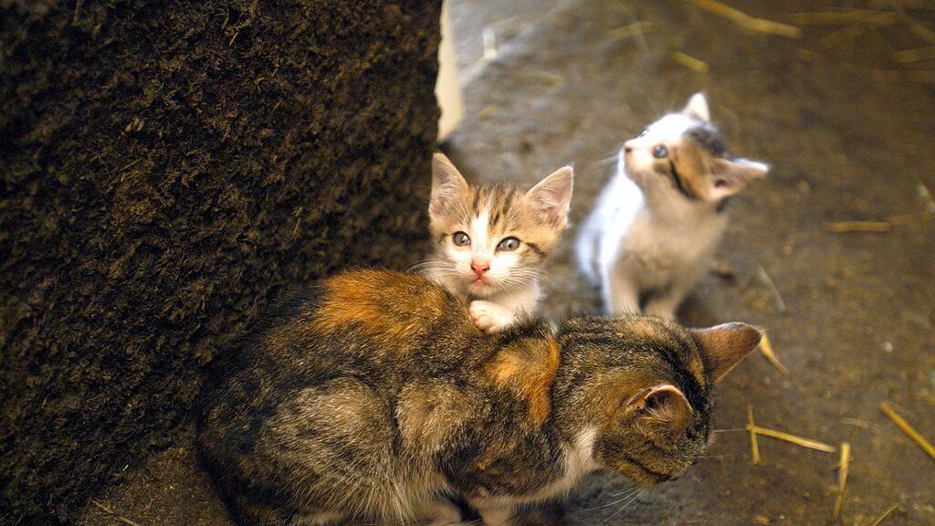 Die Tiere wurden ins Tierheim PFOTENHILFE Lochen gebracht und erstversorgt.