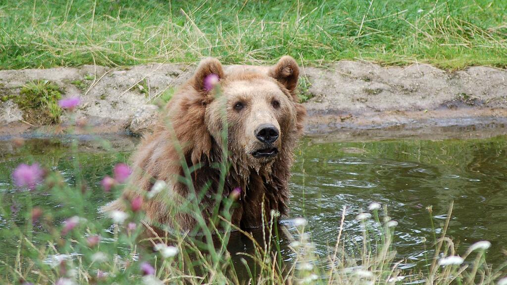 Bär