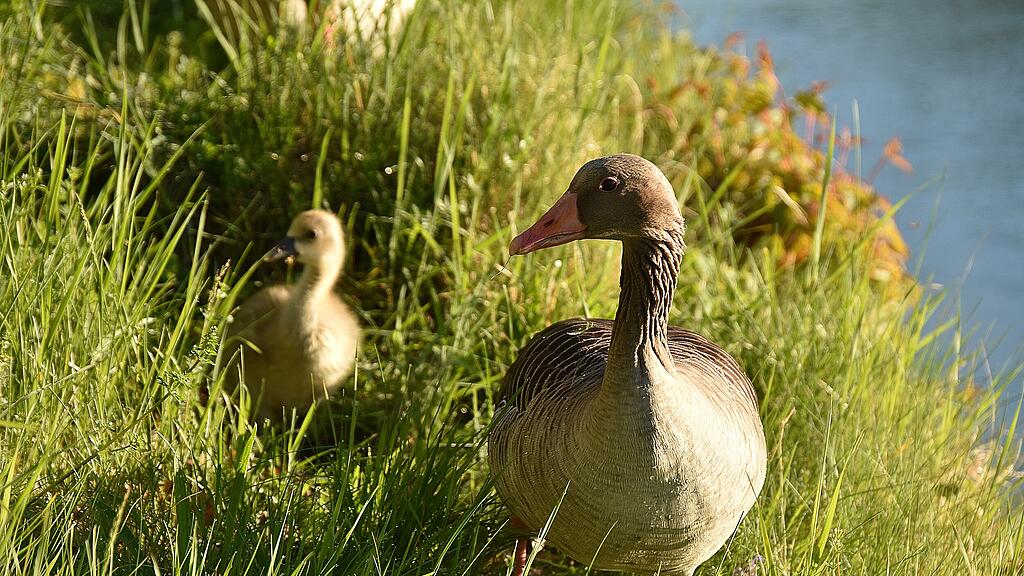 Enten Leopoldskron