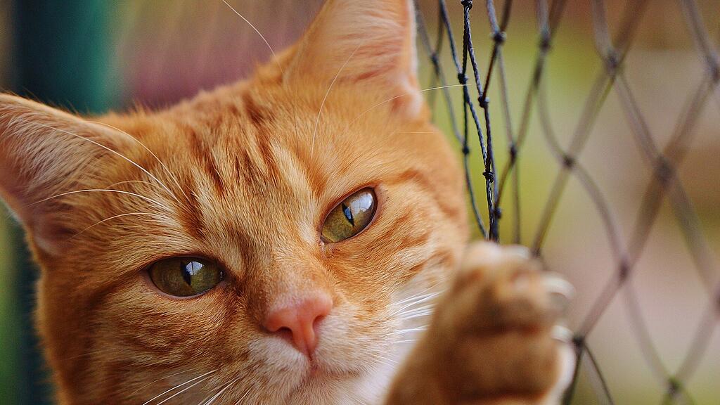 symb_katze symb_kater