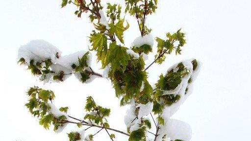 Schnee in Mühlbach/Hochkönig