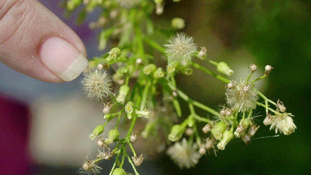 Bis 2050 werden mehr als 45 Prozent des Bundesgebietes durch Ragweed kontaminiert sein.