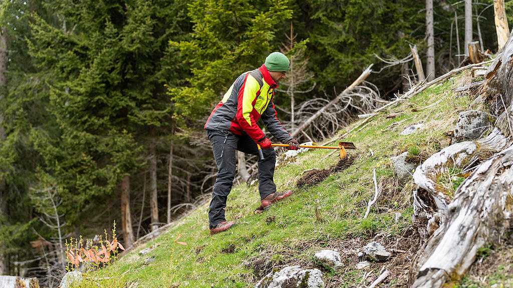 315.000 neue Bäume für Salzburgs Wälder