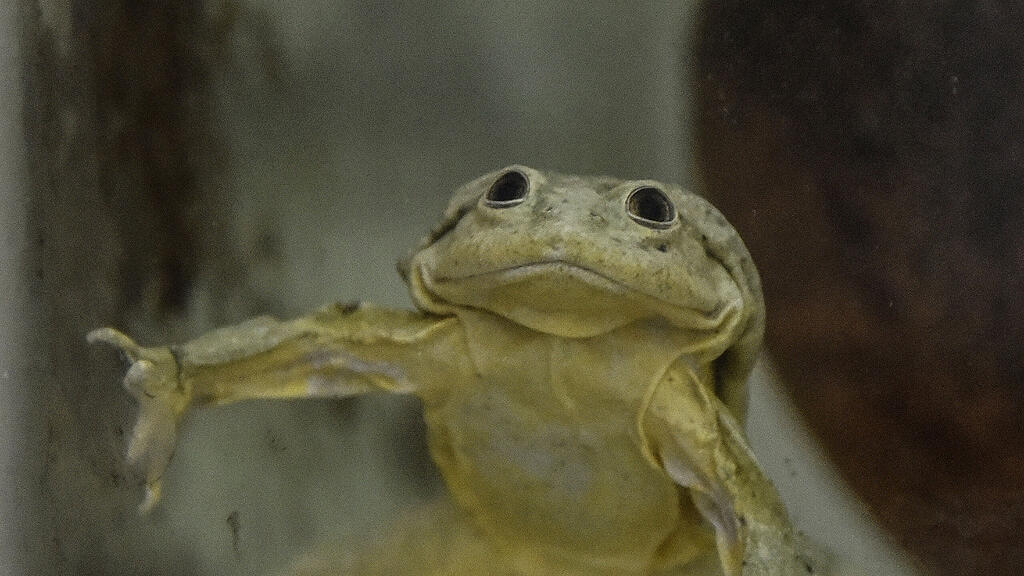 Titicaca, Riesenfrosch, Telmatobius culeus