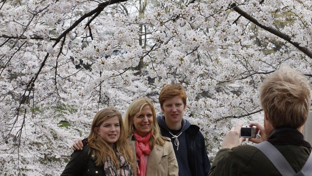Kirschbäume in Japan in voller Pracht