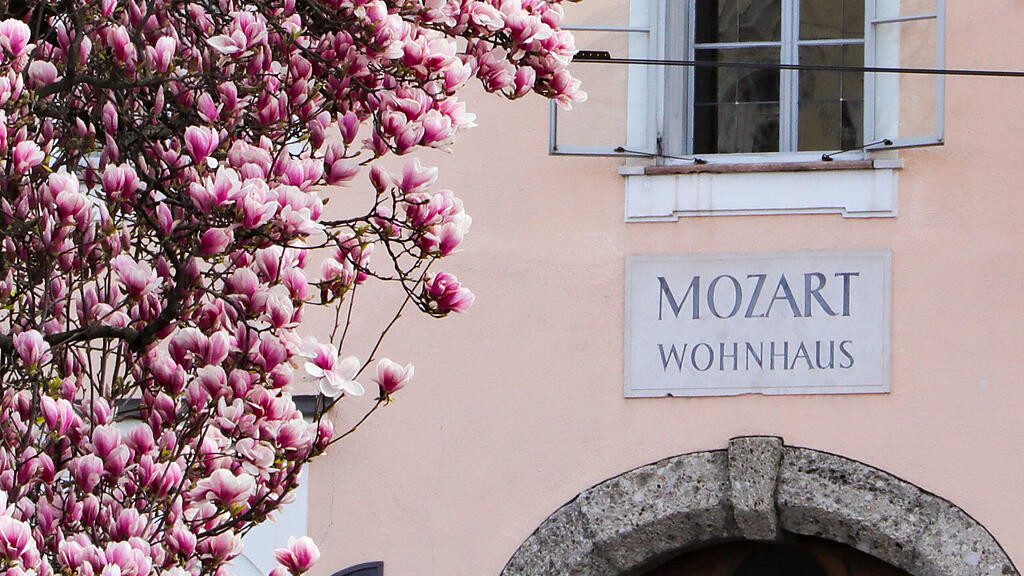 Magnolienbäume am Makartplatz