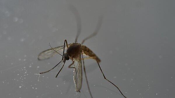 Die Zika-Angst geht um