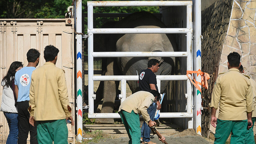 Einsamster Elefant Kaavan