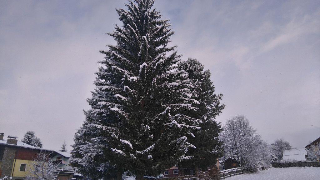 Baum für Salzburger Christkindlmarkt wird gefällt