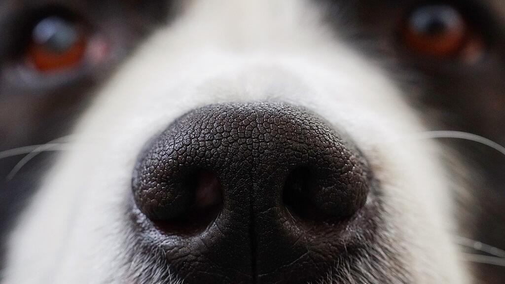 symb_Hund,
