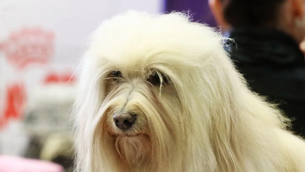 Hunde-Messe in Salzburg