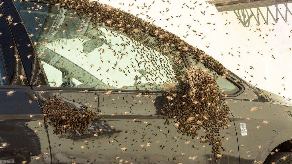 Bienen-Einsatz in Krems