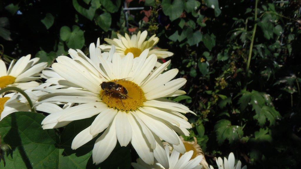 Impressionen der Tiere